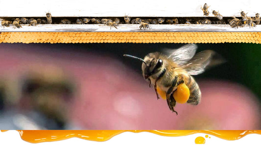Wild Honey vs. Organic Honey