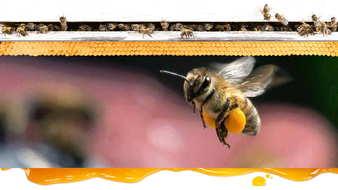 Wild Honey vs. Organic Honey